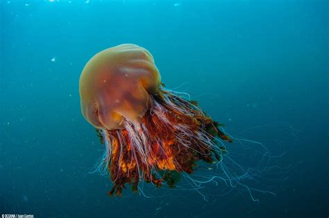 atlantic lions mane jellyfish.